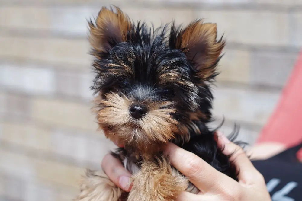 Guía sobre el cachorro de Yorkshire Terrier: socialización, cuidados y alimentación