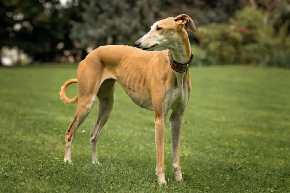 Levriero Spagnolo: Scopri tutto su questa razza di cani