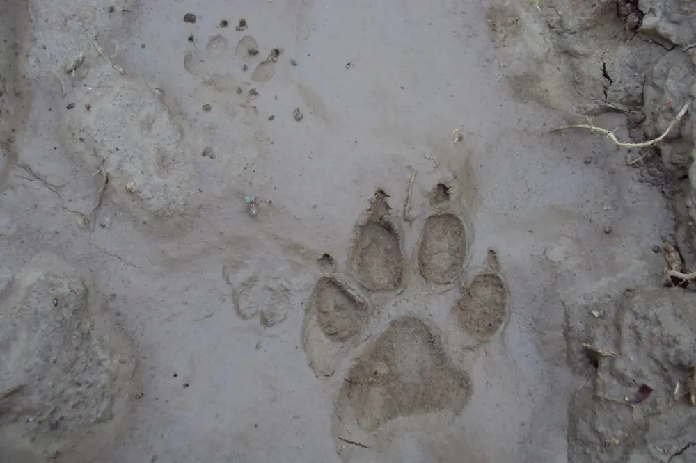 ¿Por qué mi perro come tierra? 5 causas y qué hacer para solucionarlo