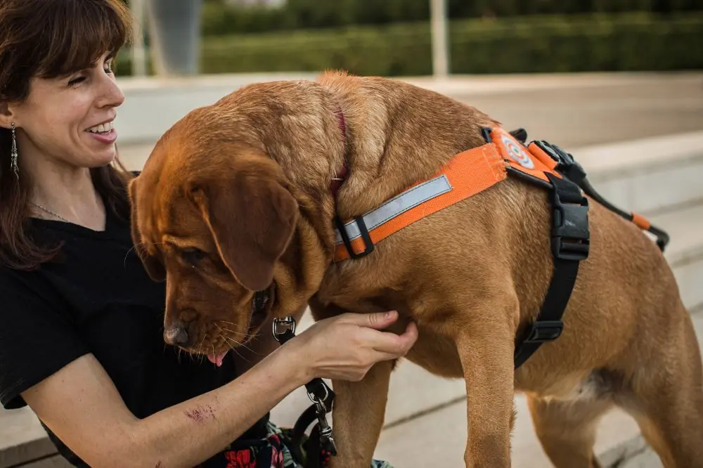Diferencias entre los perros de terapia y los perros de servicio