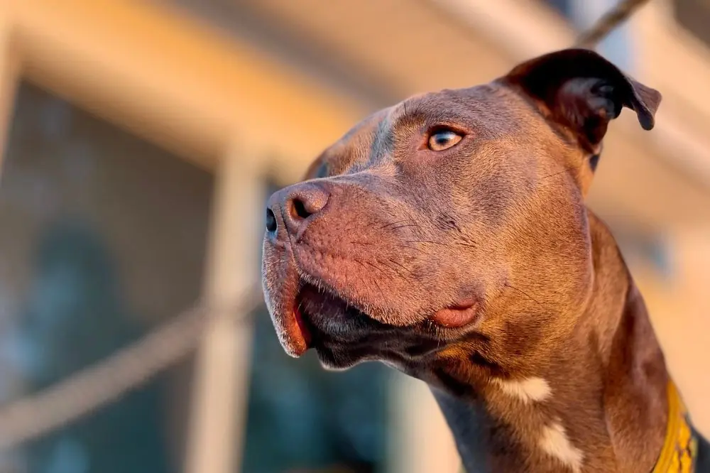 Pitbull terrier americano: características, cuidados, alimentación y carácter