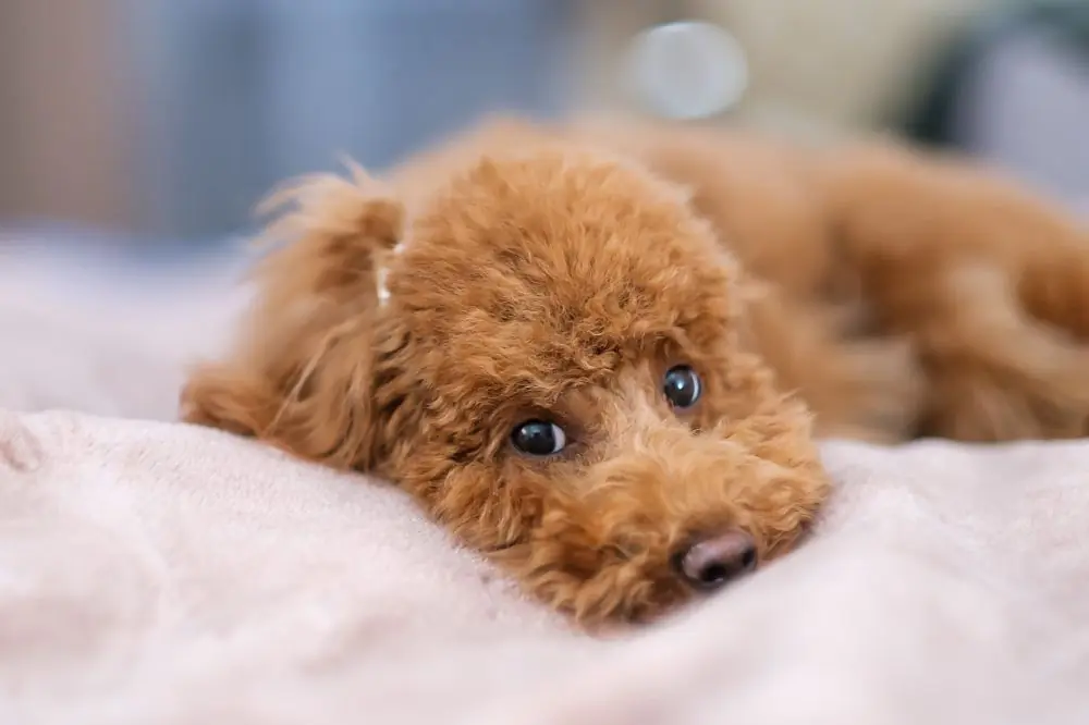 Guía sobre el cachorro de Caniche Toy: socialización, cuidados y alimentación
