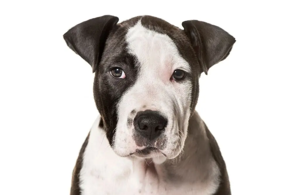 Guía sobre el cachorro de American Stanford: socialización, cuidados y alimentación