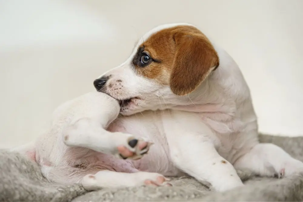 Guía sobre el cachorro de Jack Russell Terrier: socialización, cuidados y alimentación 