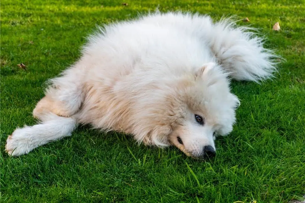 Guide sur le chiot Samoyède: socialisation, soins et alimentation