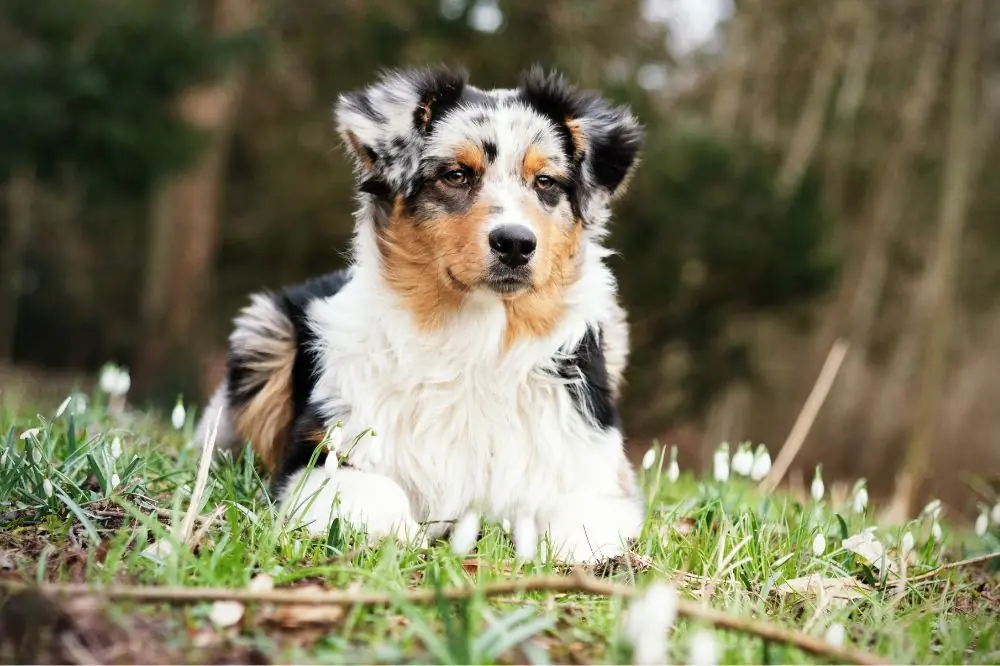 Guía sobre el cachorro de Pastor Ovejero Australiano: socialización, cuidados y alimentación