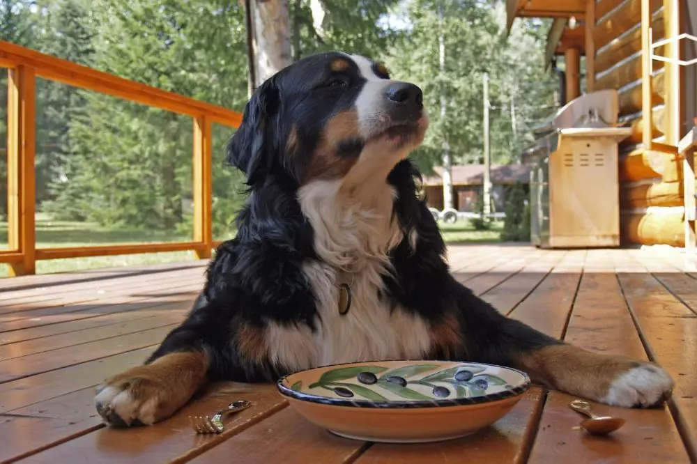 Cómo entrenar a tu perro para que responda a órdenes básicas