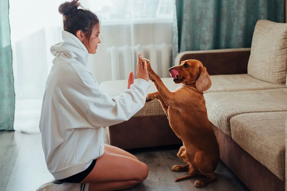 La importancia del juego en la vida de un perro adulto