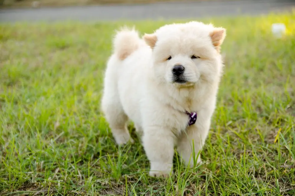 Guide sur le chiot Chow Chow : socialisation, soins et alimentation