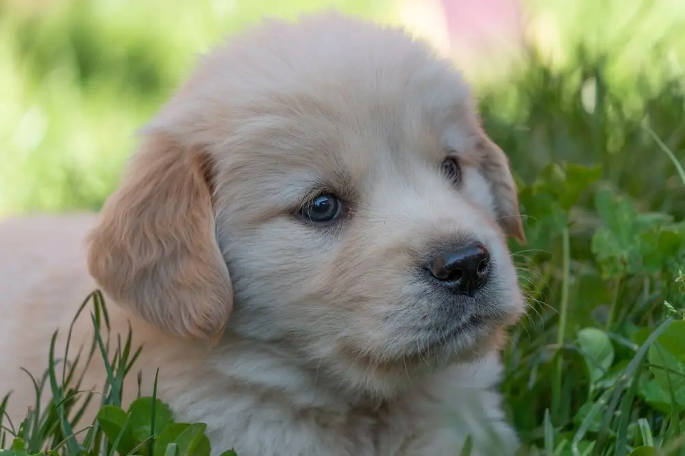 Guide sur le chiot Golden Retriever : socialisation, soins et alimentation