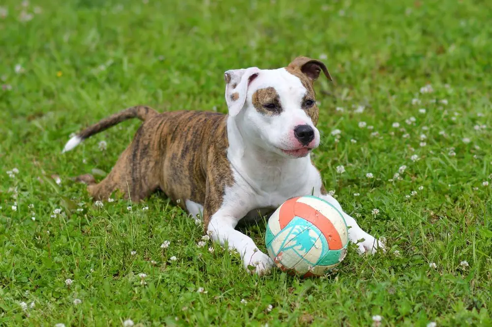 American Staffordshire Terrier: caratteristiche, cure, alimentazione e carattere