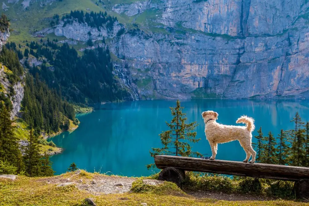 Guía para hacer senderismo con tu perro