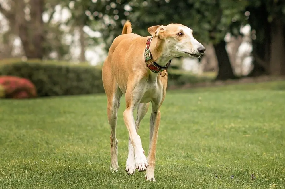 Alla scoperta dell elegante Galgo spagnolo