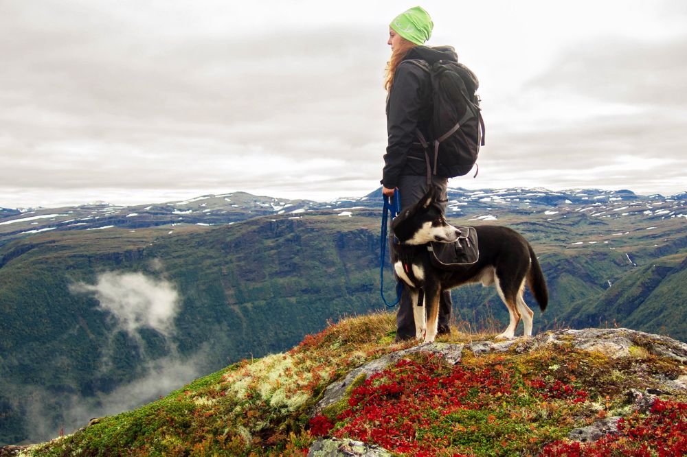 Arnes y correa adecuados