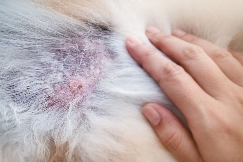 Beneficios de Dogfy Diet