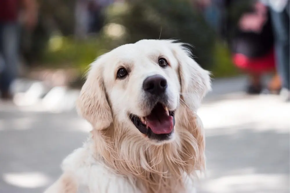 Beneficios del juego para perros adultos