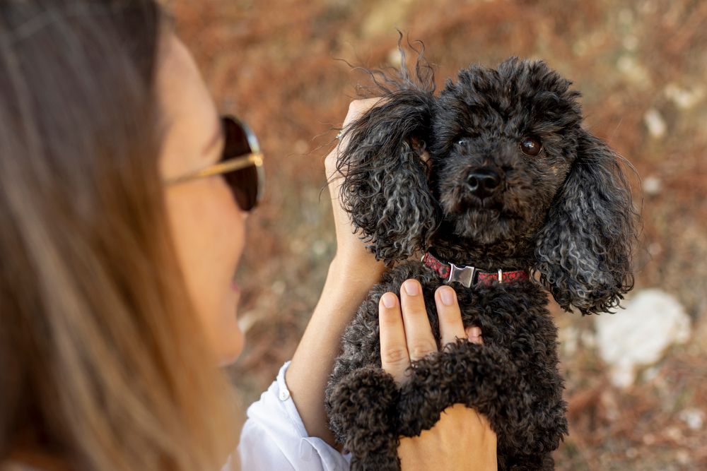 Cane da Acqua Spagnolo che riceve coccole dalla sua proprietaria