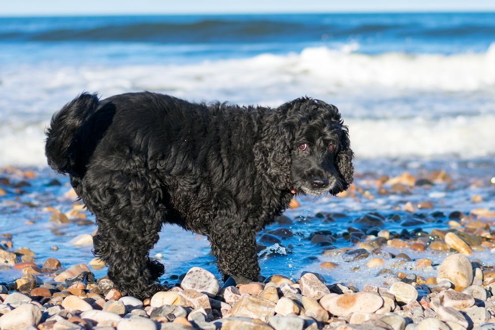 Cane da Acqua Spagnolo che corre sulla sabbia vicino al mare