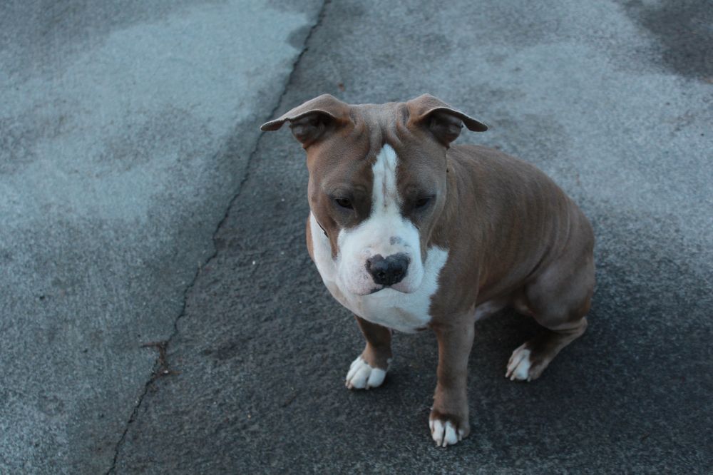 Características del Pitbull Terrier Americano