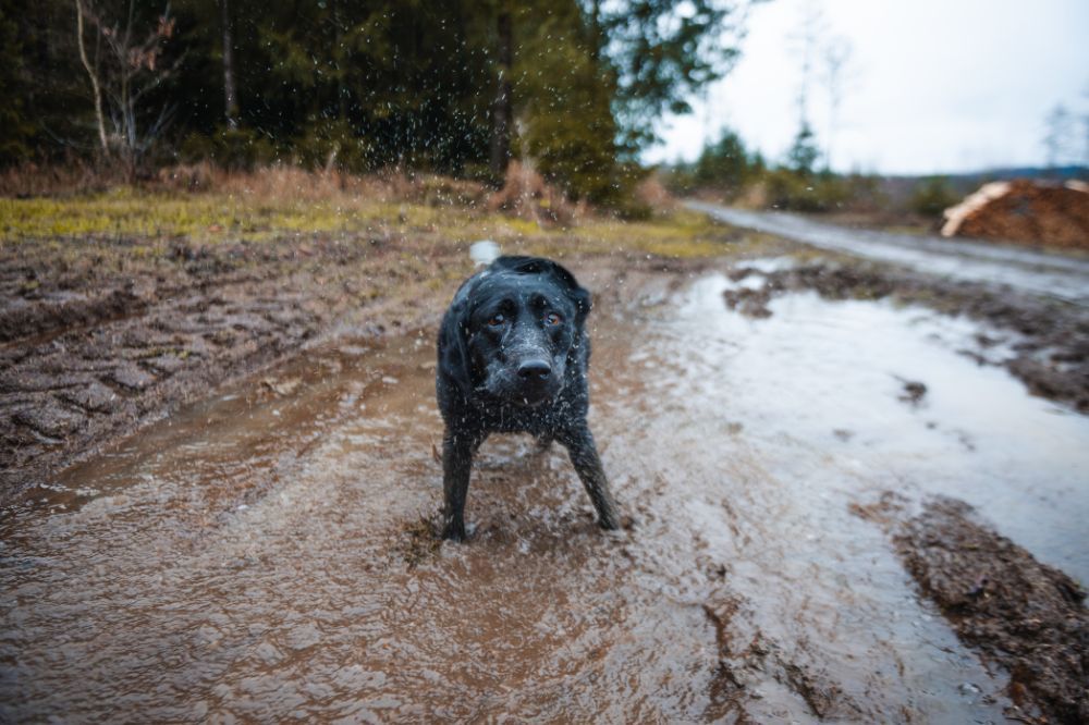Causas comunes del comportamiento de comer tierra
