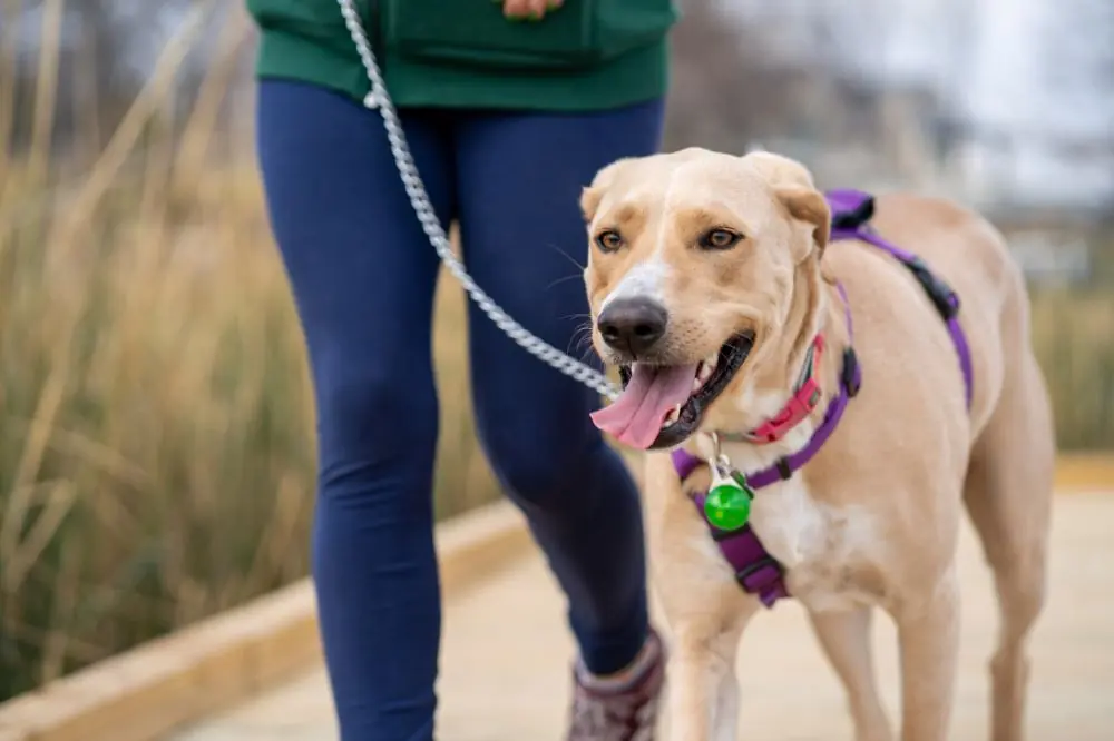 Causas de la ataxia en perros ¿por que ocurre