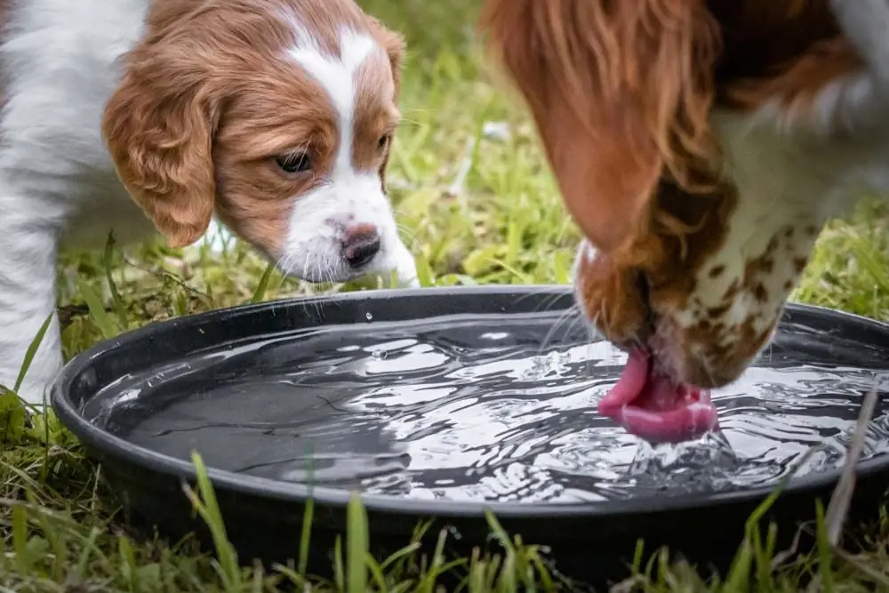Chienne allaitement hydratation