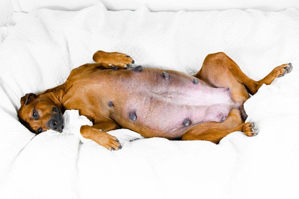 Chienne enceinte premieres semaines