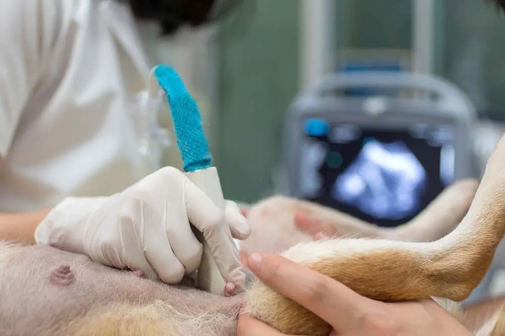 Chienne enceinte veterinaire