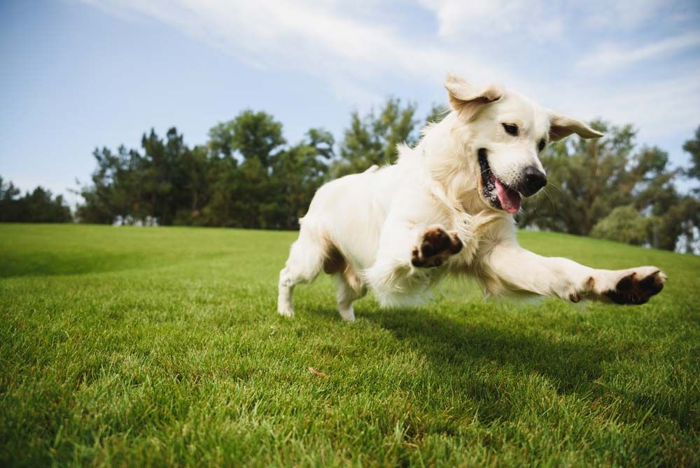 Come scegliere il cibo migliore per gli adulti