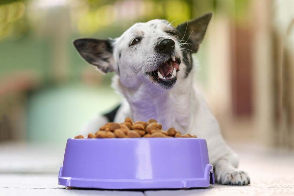 Come scegliere il miglior cibo secco