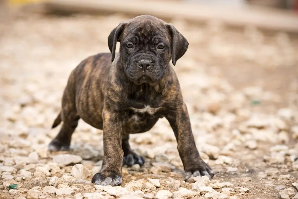 Dogo,Canario,Puppy,Outdoor,Settings