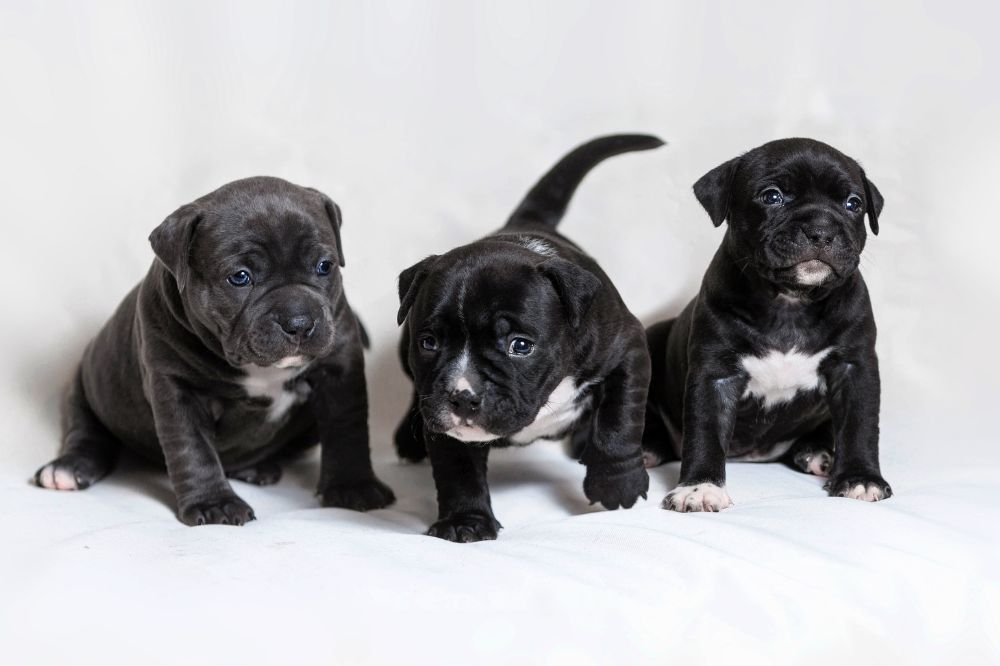 Como interactua el cachorro de American Bully con ninos y otras mascotas