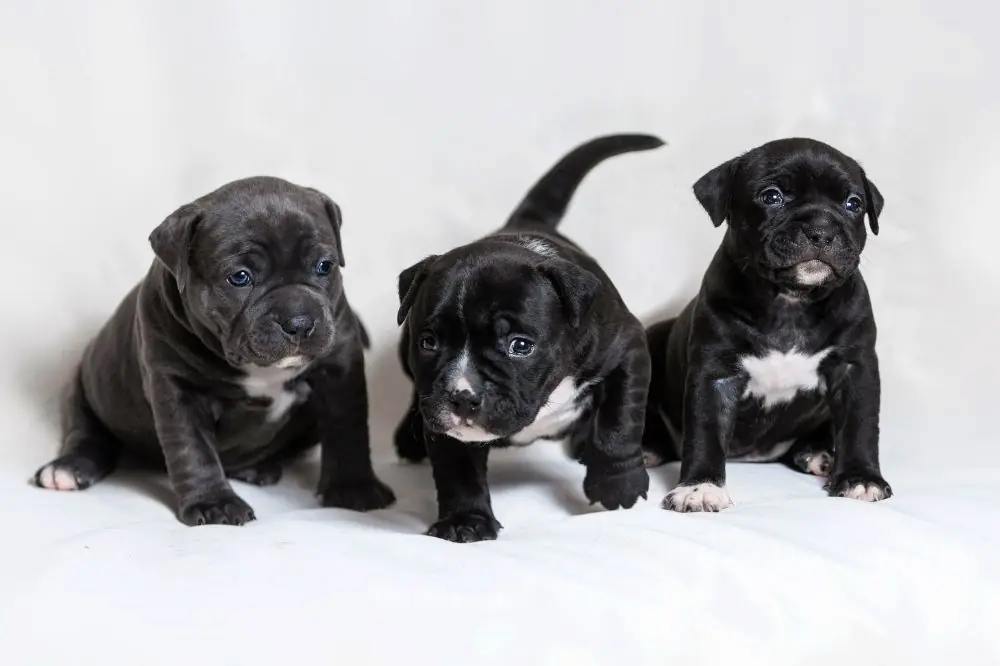 Como interactua el cachorro de American Bully con ninos y otras mascotas