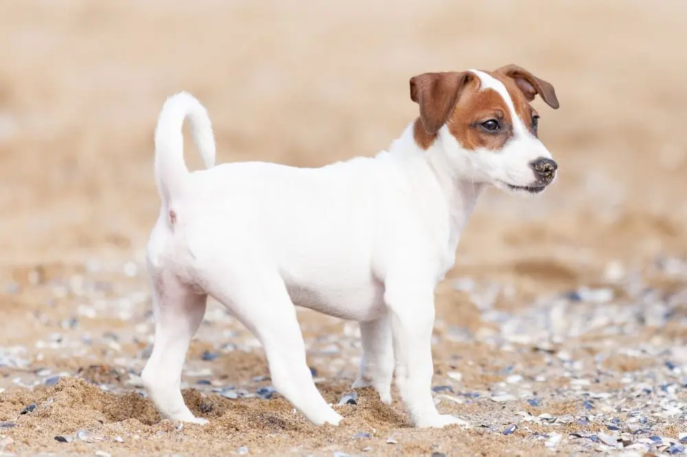 Como interactua el cachorro de Jack Russell terrier con ninos y otras mascotas
