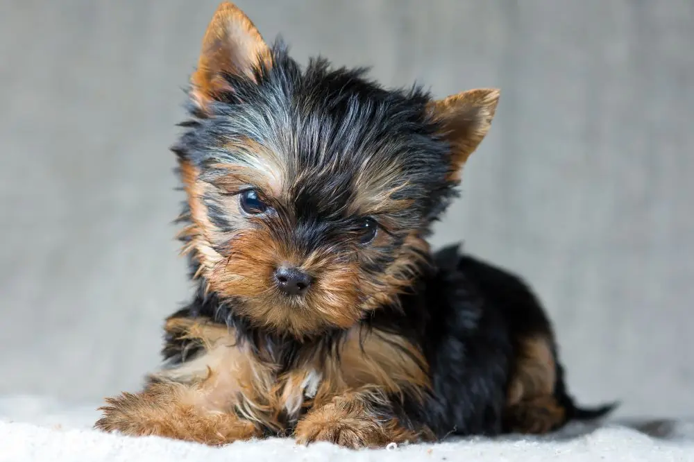 Cómo interactúa el cachorro de Yorkshire Terrier con niños y otras mascotas