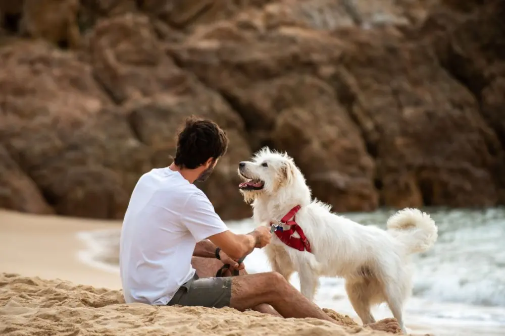 Comprendiendo la ansiedad y el nerviosismo en los perros