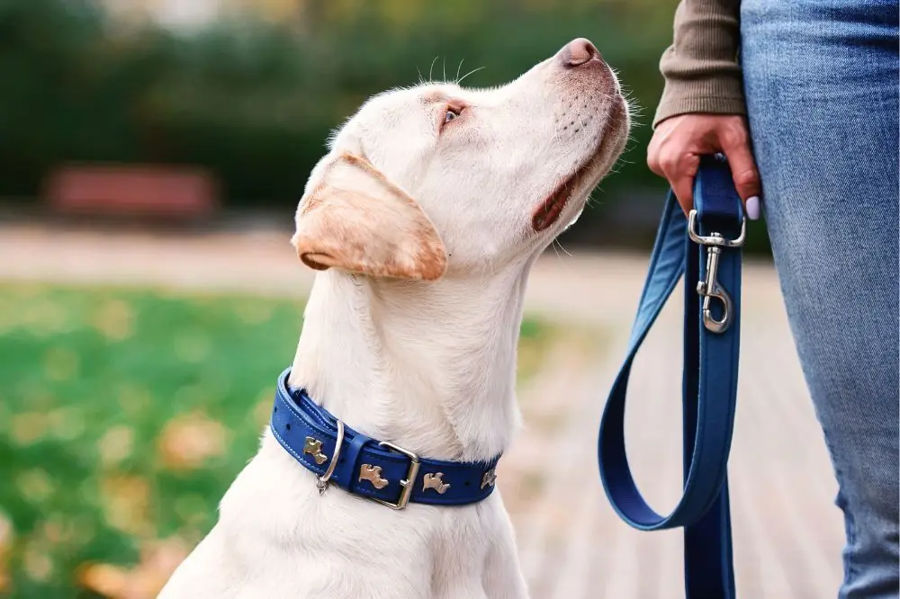 Conociendo las diferentes razas y tamanos ¿Por que es importante