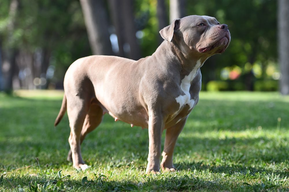 Consejos para la alimentacion adecuada del American Bully