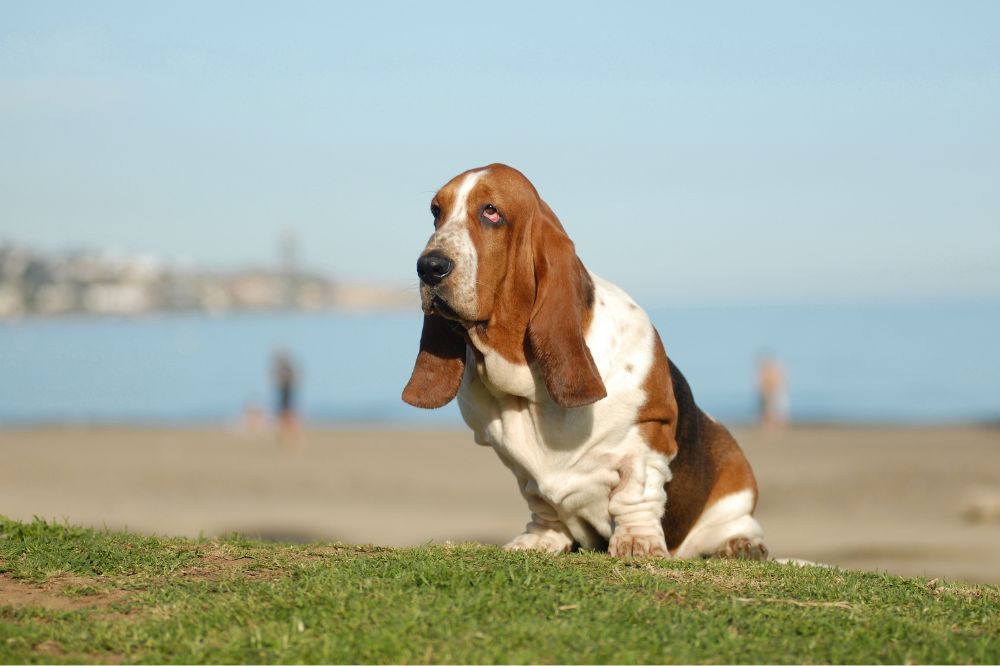 Consejos para la transicion alimenticia y la digestion sana