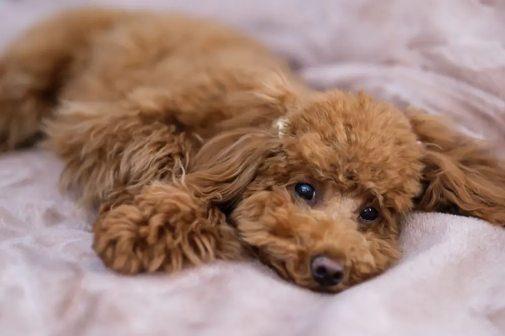 Consejos para una correcta socialización