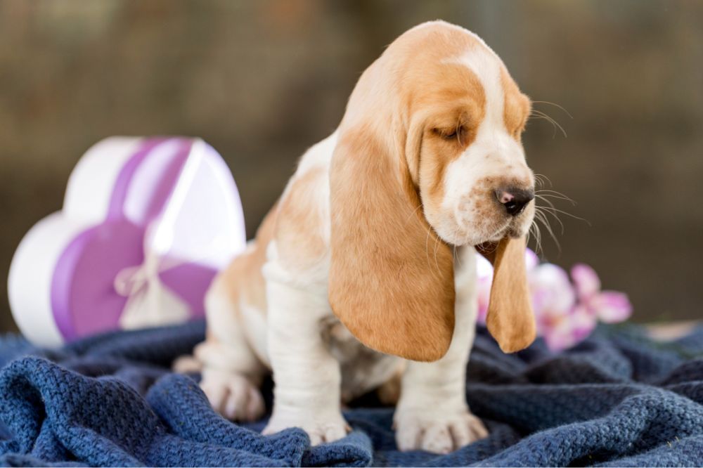 Consejos practicos para el dueno de un cachorro de Basset Hound