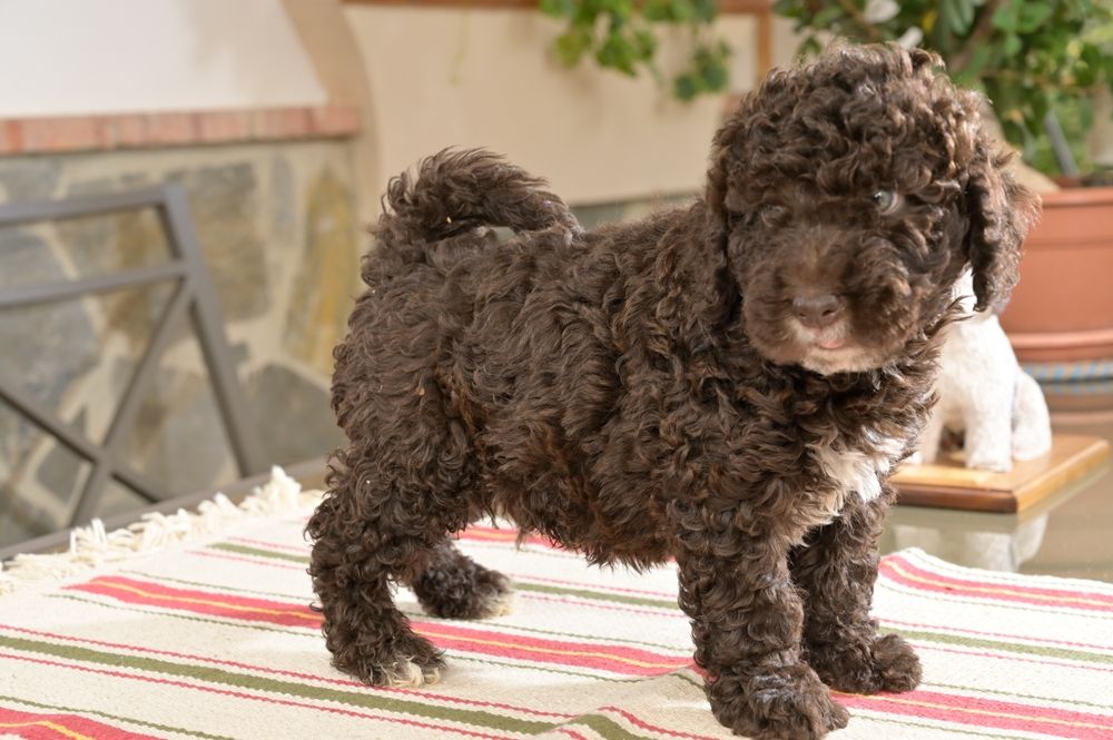 The,Spanish,Water,Dogs,Puppies