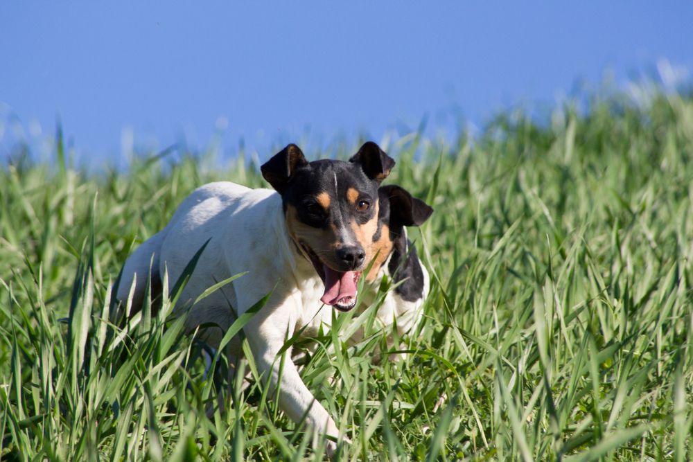 Wine,Cellar,Dogs,Having,Fun,In,The,Field