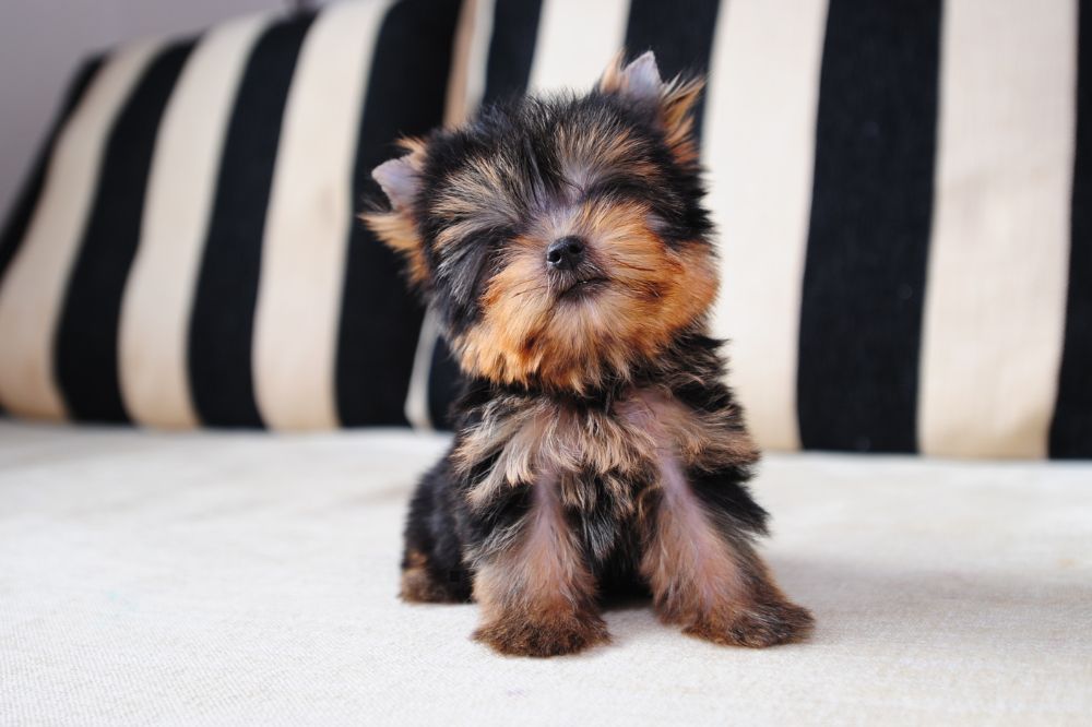 Consejos prácticos para el dueño de un cachorro de Yorkshire Terrier