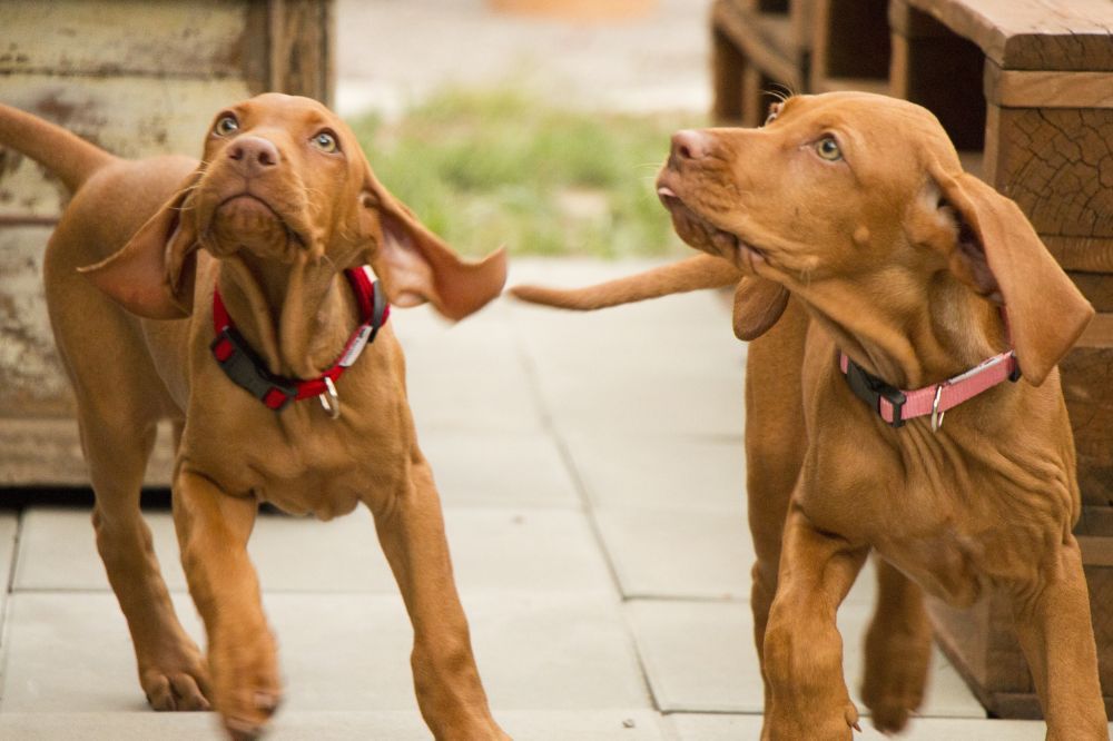 Consideraciones para elegir un perro de servicio