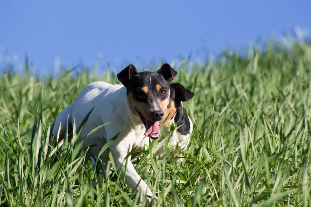 Wine,Cellar,Dogs,Having,Fun,In,The,Field