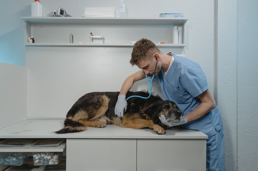 Consulta al veterinario