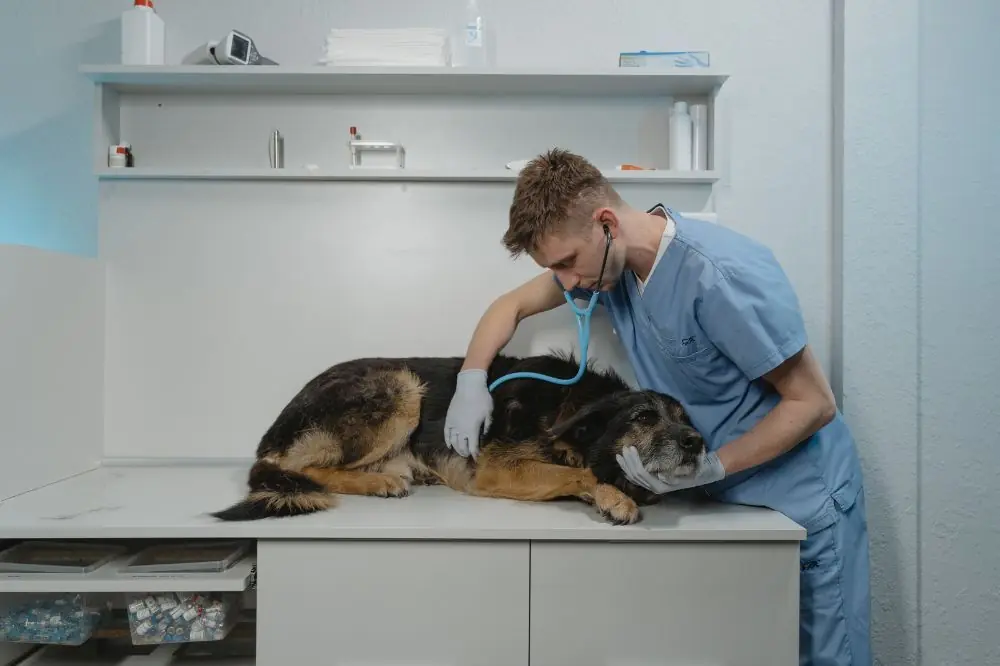 Consulta al veterinario