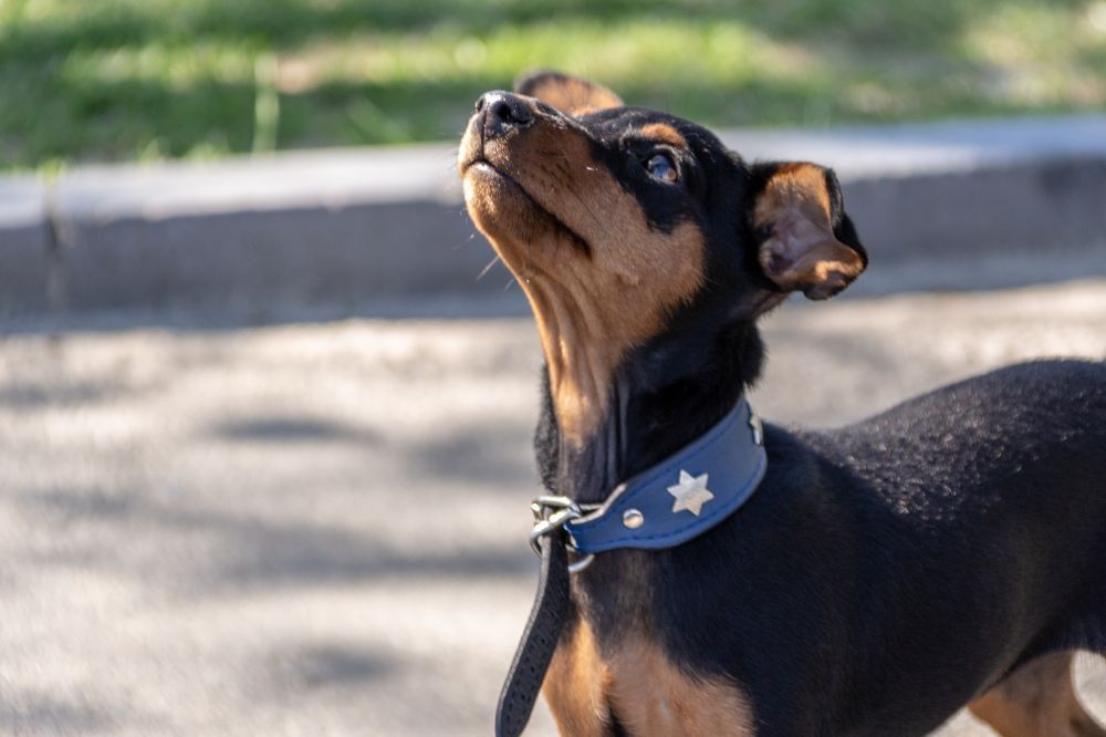 Control durante el paseo