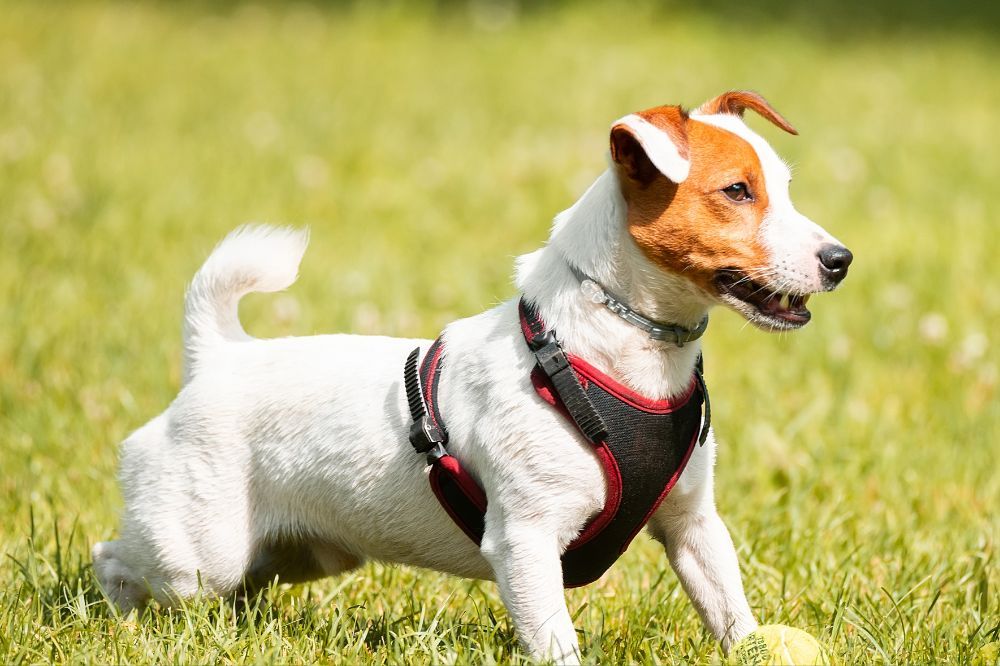 Convivencia con familias y otros animales